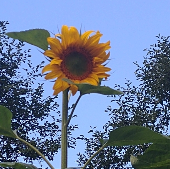 Meet your Posher, Nancy - Picture 2 of 2